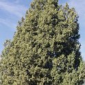 Juniperus thurifera (3)